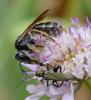 Andrena hattorfiana